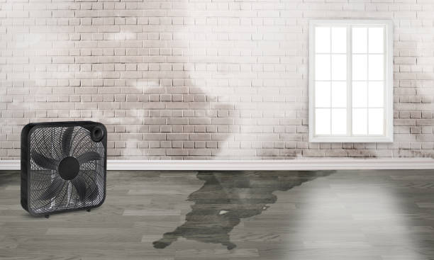 Best Water damage contractors near me  in Nuevo, CA